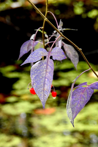 bittersweet nightshade