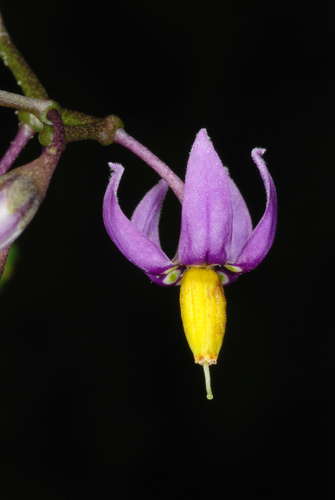 bittersweet nightshade