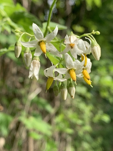 bittersweet nightshade