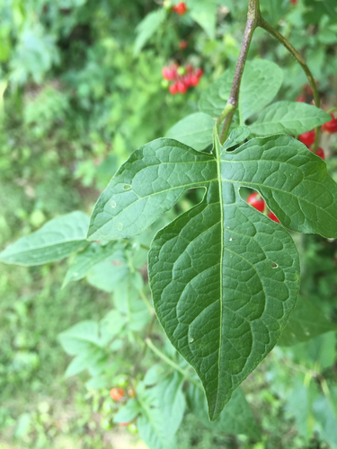 bittersweet nightshade