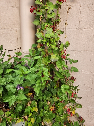 bittersweet nightshade