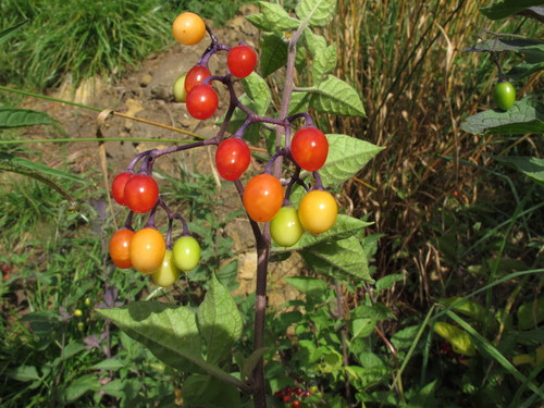 bittersweet nightshade