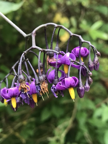 bittersweet nightshade