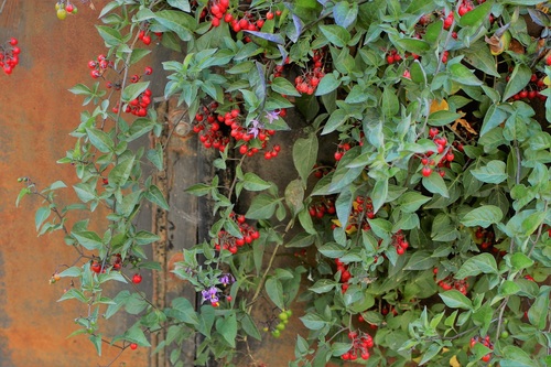 bittersweet nightshade