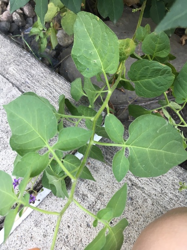 bittersweet nightshade