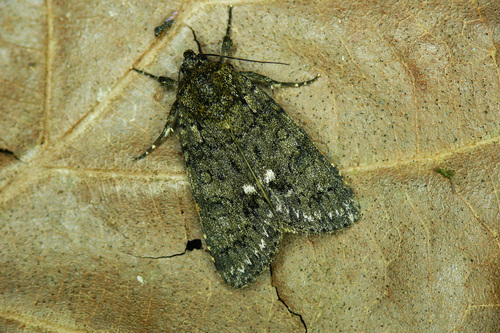 Knot Grass Moth