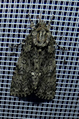 Knot Grass Moth