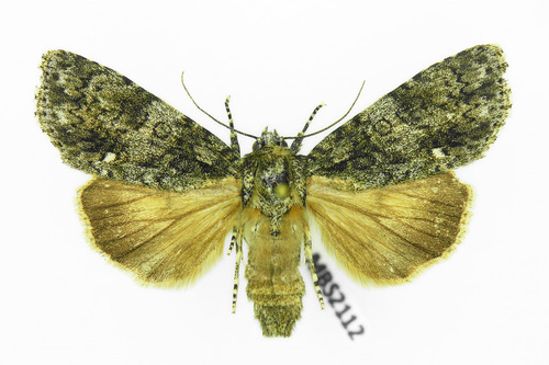 Knot Grass Moth