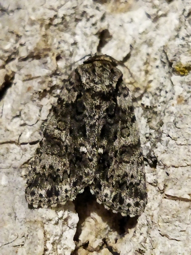 Knot Grass Moth