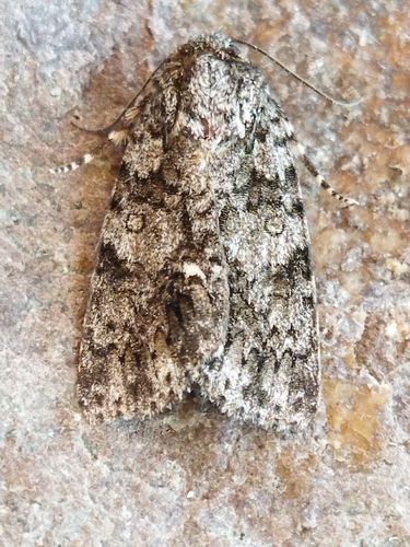 Knot Grass Moth