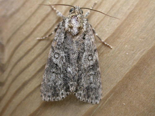 Knot Grass Moth
