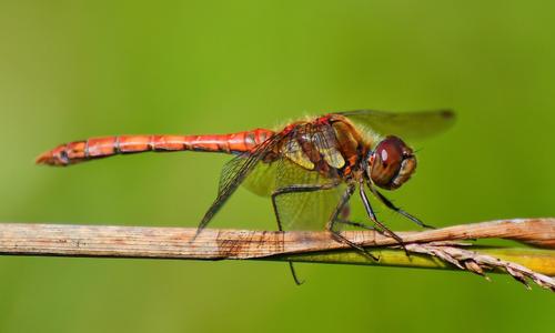 Common Darter