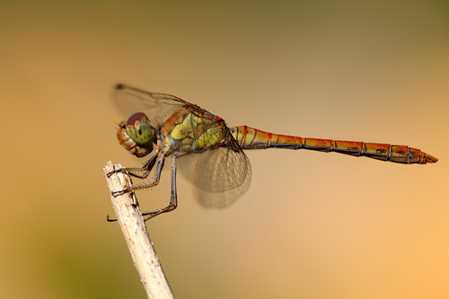 Common Darter