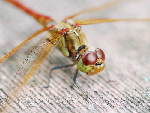 Common Darter