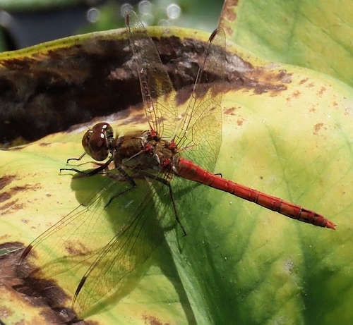 Common Darter