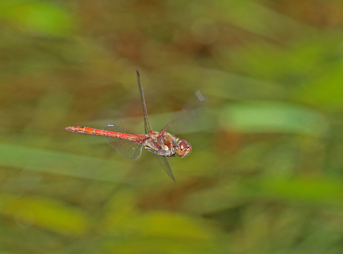 Common Darter