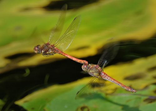 Common Darter