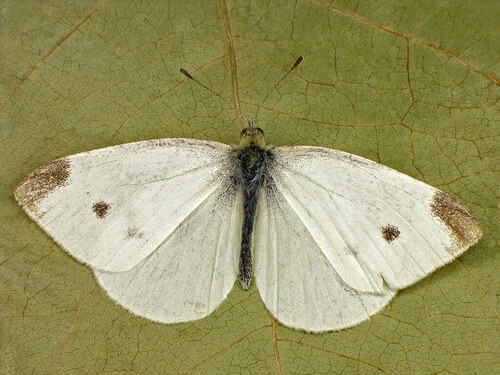 Small White