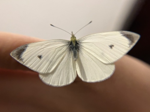 Small White
