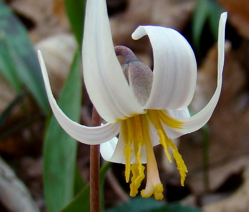 white fawnlily