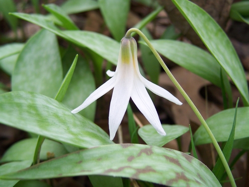 white fawnlily