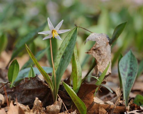 white fawnlily