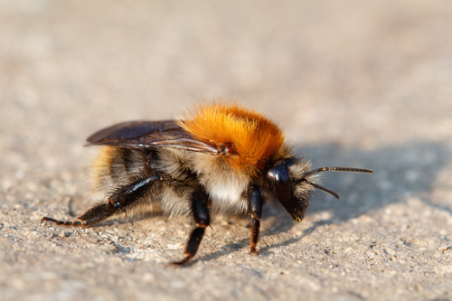 Common Carder Bumble Bee