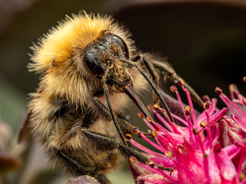 Common Carder Bumble Bee