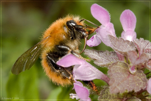 Common Carder Bumble Bee