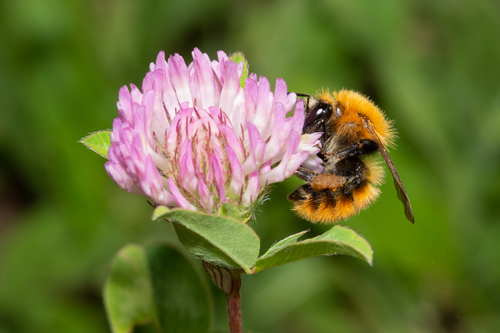 Common Carder Bumble Bee