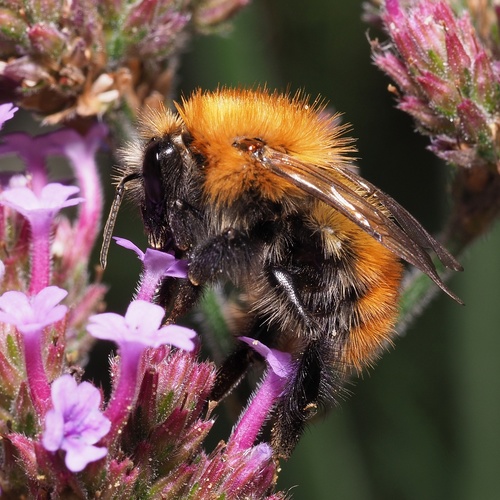 Common Carder Bumble Bee