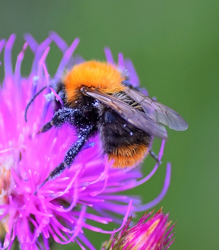 Common Carder Bumble Bee