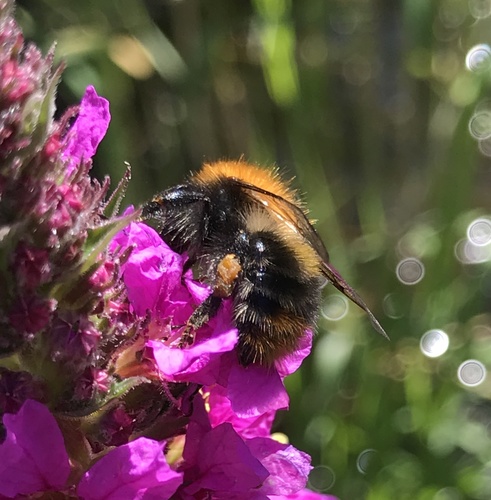 Common Carder Bumble Bee