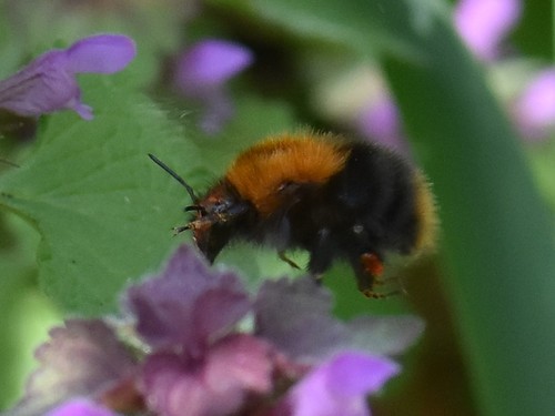 Common Carder Bumble Bee
