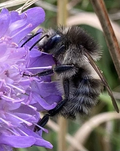 Common Carder Bumble Bee
