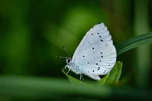 Holly Blue