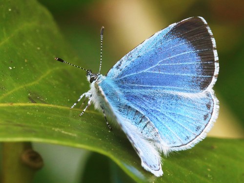 Holly Blue