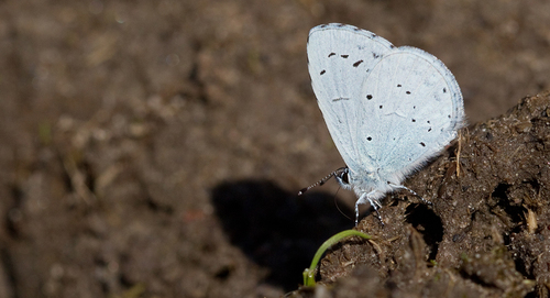 Holly Blue