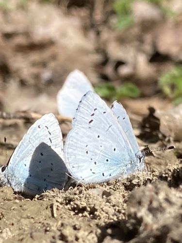 Holly Blue