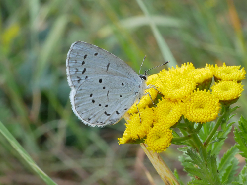 Holly Blue