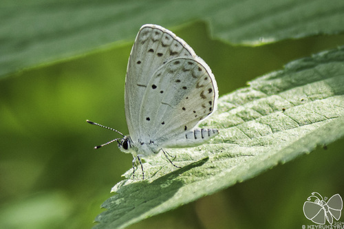 Holly Blue