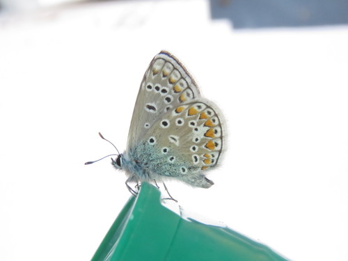 Common Blue