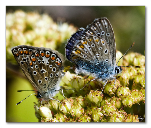 Common Blue