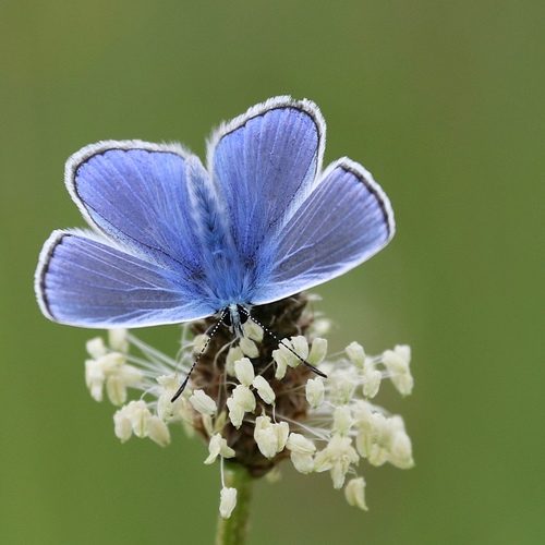 Common Blue