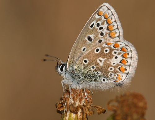 Common Blue