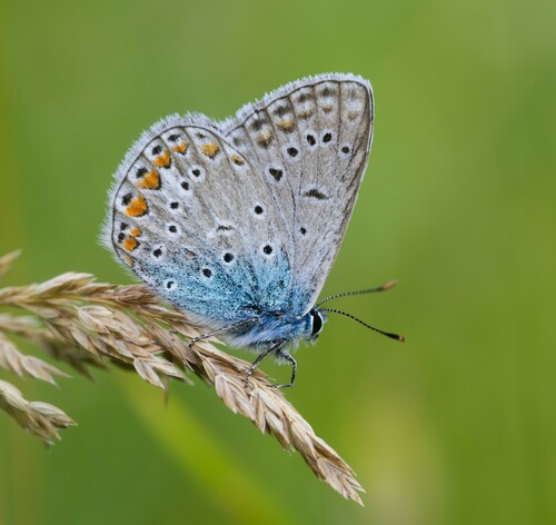 Common Blue