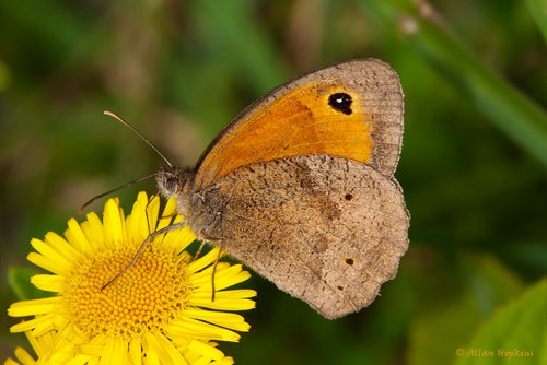 Meadow Brown