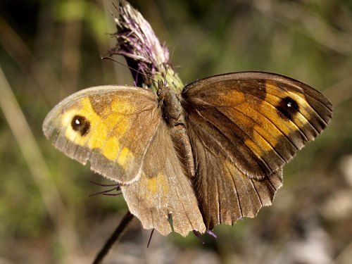 Meadow Brown