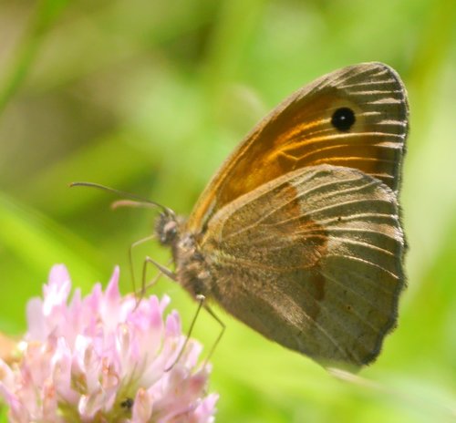 Meadow Brown