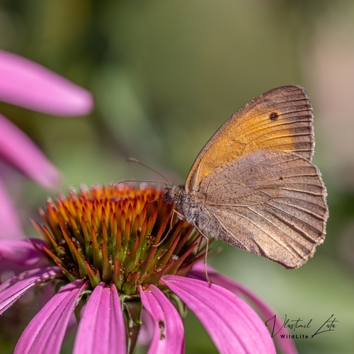 Meadow Brown